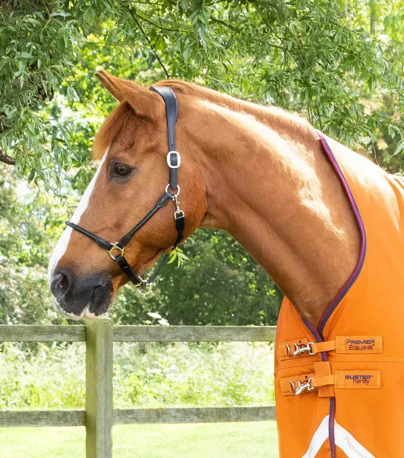 Buster Hardy 200g Half Neck Turnout Rug / Burnt Orange-1