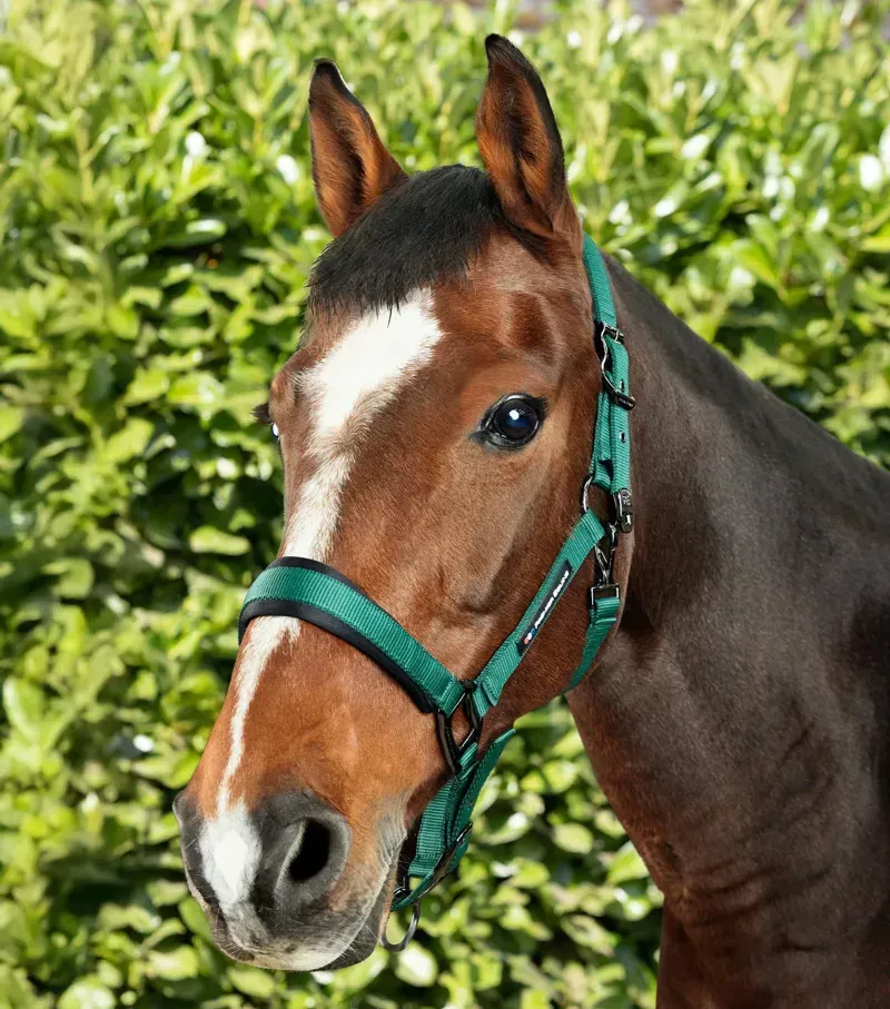 Premier Equine Corda Padded Head Collar With Lead Rope in Green-1