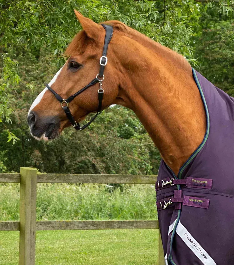 Premier Equine Buster Hardy 100g Half Neck Turnout Rug in Purple-1