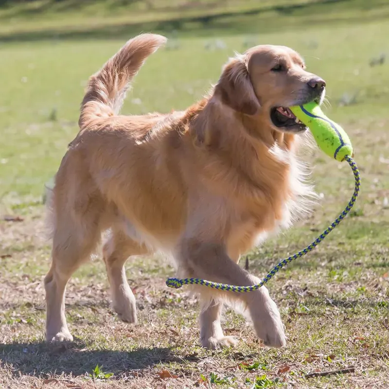 Kong AirDog Large Fetch Stick with Rope