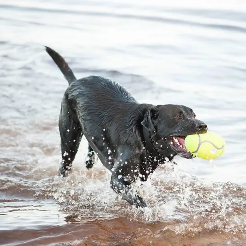 Kong AirDog Large Squeaker Football