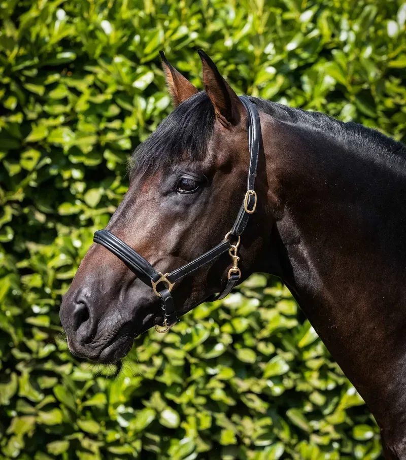 Rego Padded Leather Head Collar / Black