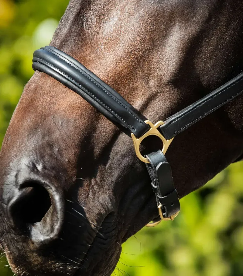Rego Padded Leather Head Collar / Black-2