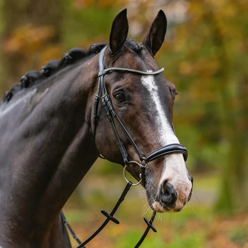 Passier Confidence Bridle - Black-3