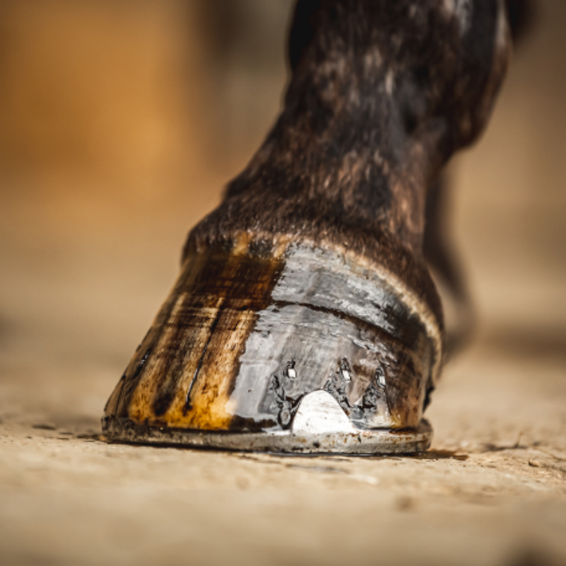 Carr and Day and Martin Cornucrescine Tea Tree Hoof Oil - 500 ml-1