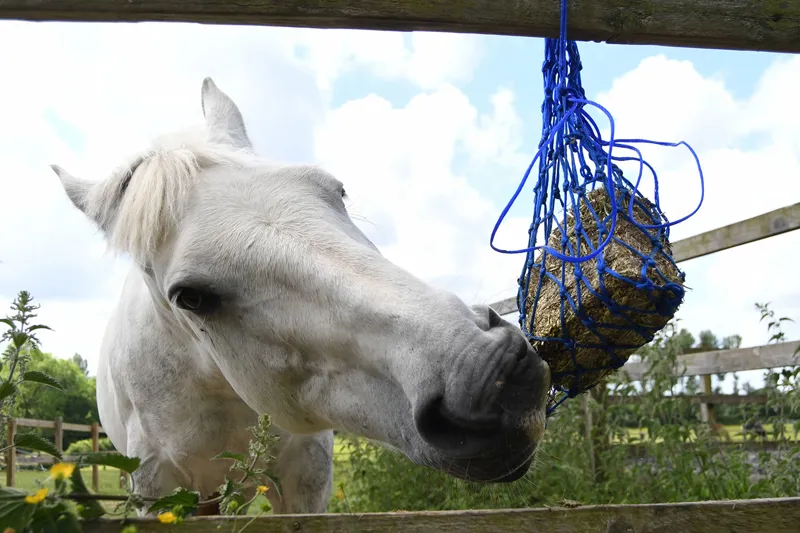 Equilibrium Munch Net -Blue