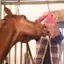 Equilibrium Munch Net - Pink