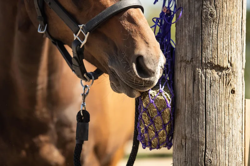 Equilibrium Munch Net - Purple