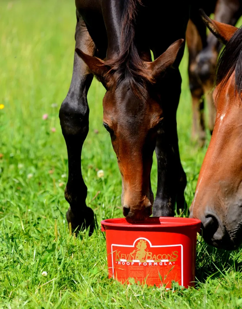 Kevin Bacon's Hoof Formula - 5 kg-2