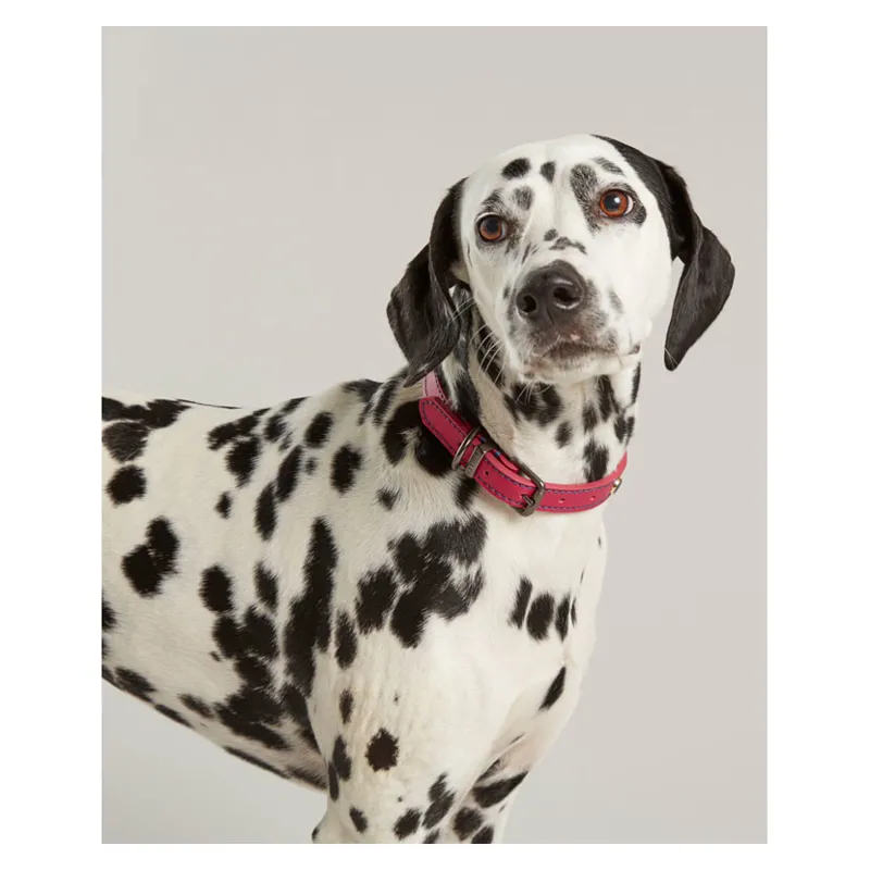 Joules Leather Dog Collar Pink