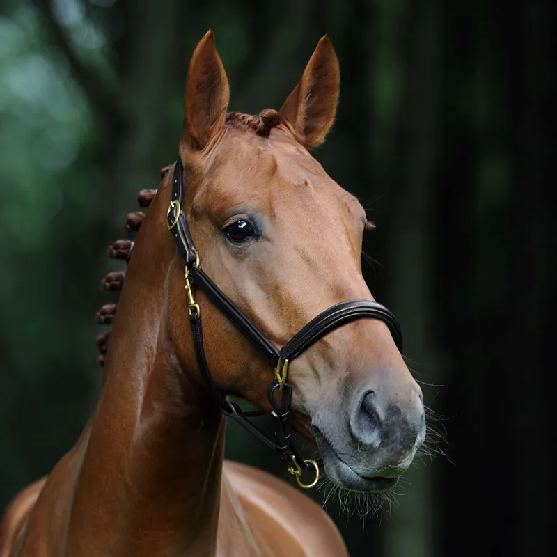Passier Padded Headcollar Black-1