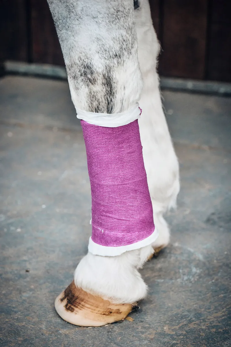 Robinsons Equiwrap Bandage - Purple