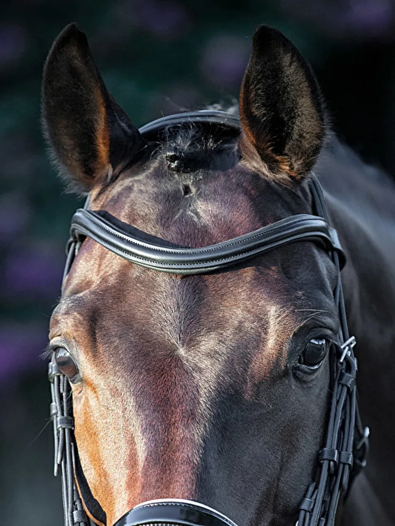 Equiline Sweeping Padded U Shaped Browband