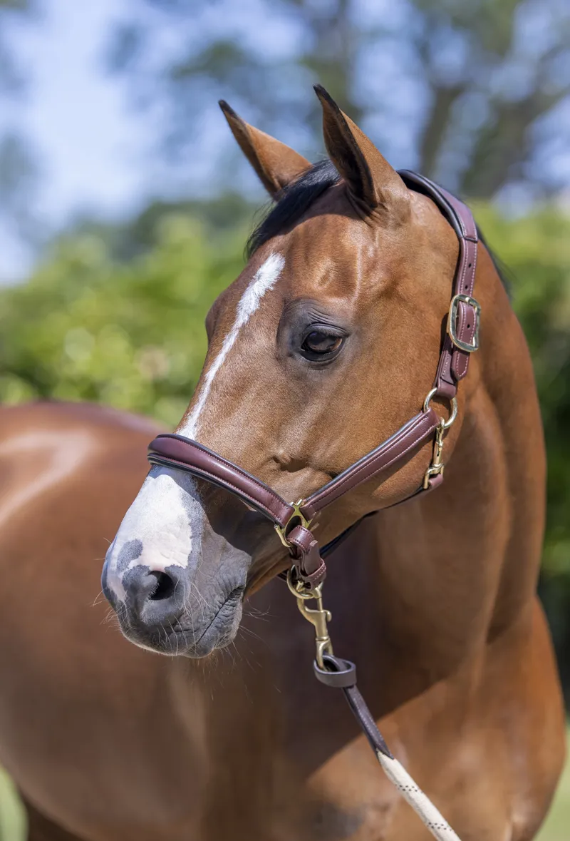 LeMieux Anatomic Headcollar Brown-2