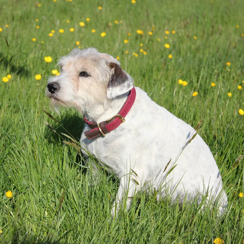 WEATHERBEETA LEATHER PLAITED DOG COLLAR-1