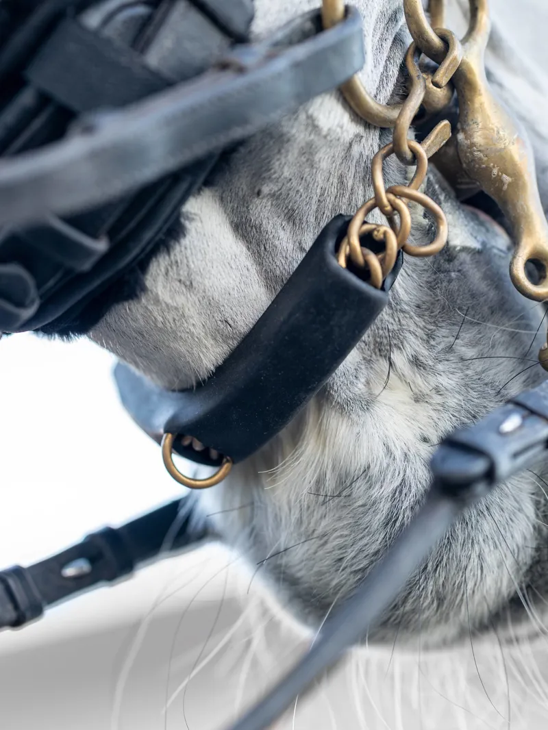 LeMieux Curb Chain Guard - Black-1