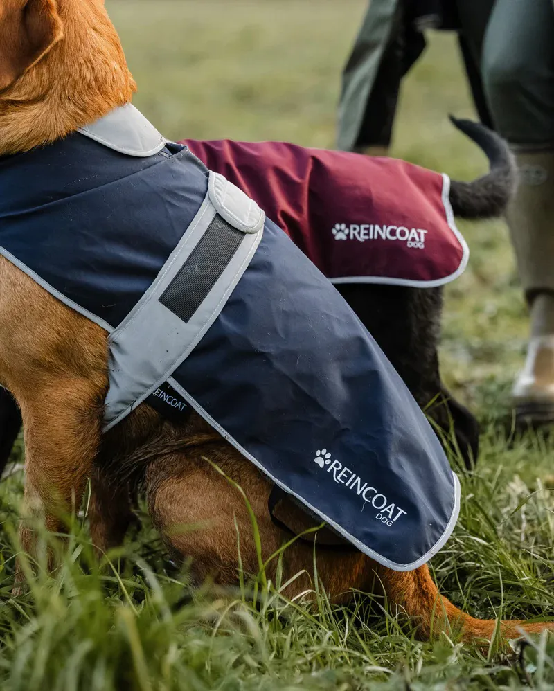 ReinCoat Dog - Navy-4