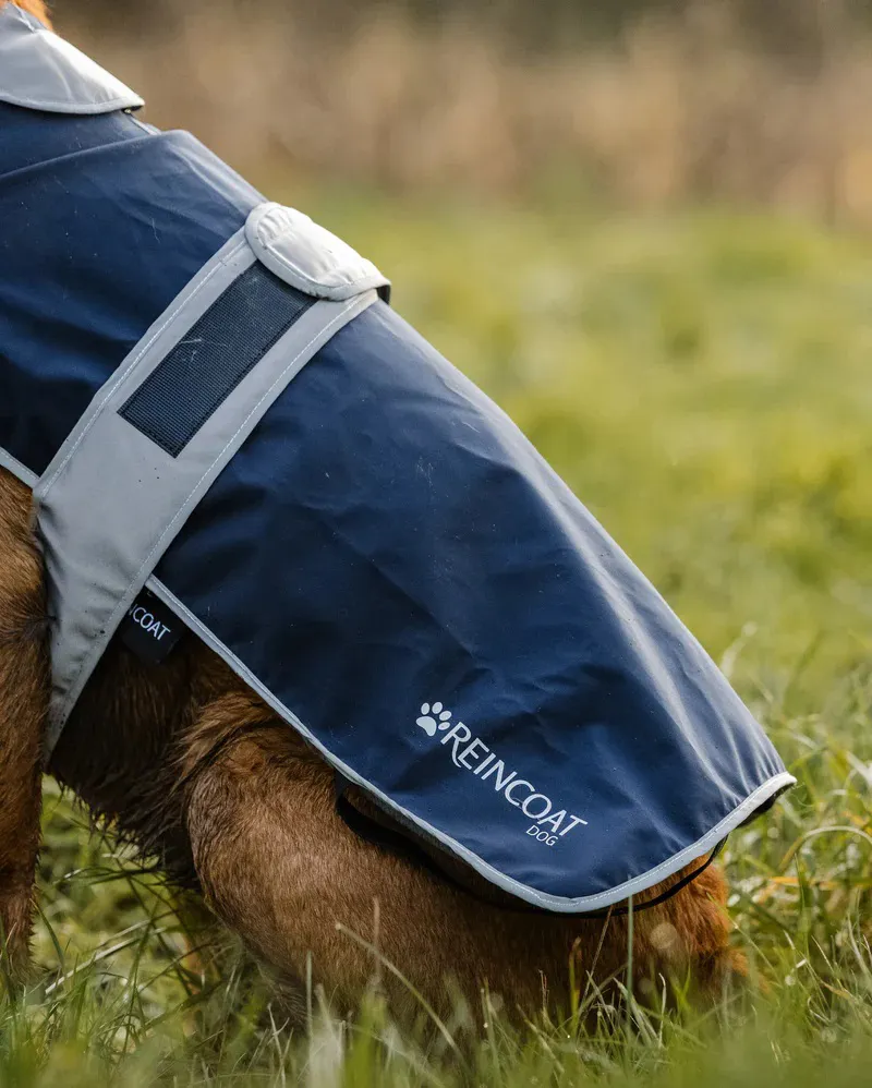 ReinCoat Dog - Navy-2